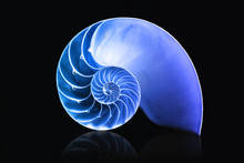 Nautilus Shell Mathematical Spiral With Blue Overlay Duotone