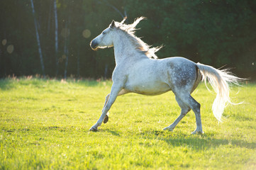 Wall Mural - white arabian horse runs gallop in the sunset light
