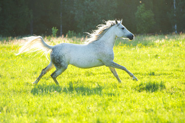 Plakat white arabian horse runs gallop in the sunset light