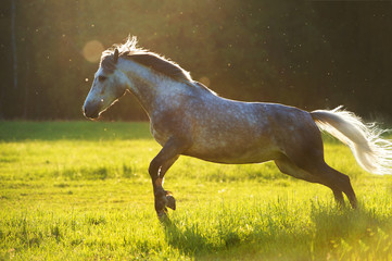 Wall Mural - white horse orlov trotter play in the sunset light