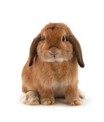 rabbit isolated on a white background