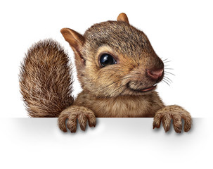 Wall Mural - Cute Squirrel