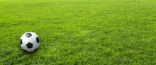 Green Meadow Grass