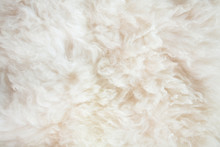 Sheep Wool Background