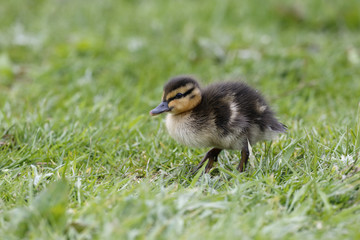 Sticker - Mallard, Anas platyrhynchos