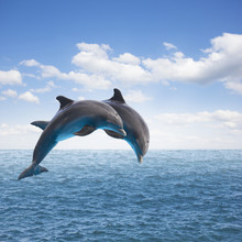 Two Jumping Dolphins