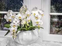 Background With White Orchid