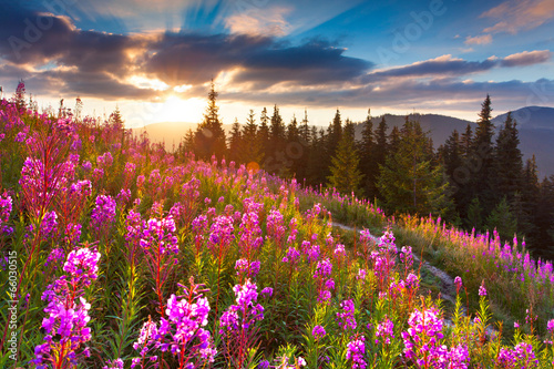 Naklejka na szybę Beautiful autumn landscape in the mountains with pink flowers.