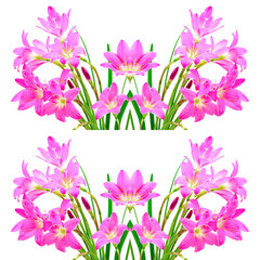 Wall Mural - Zephyranthes Lily