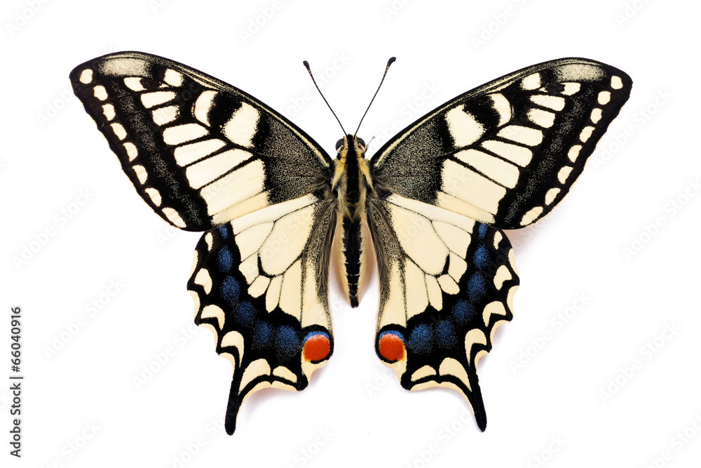 Butterfly Papilio machaon - obrazy, fototapety, plakaty 