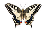 Fototapeta  - Butterfly Papilio machaon