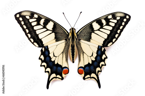Fotografía Butterfly Papilio machaon