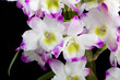 Dendrobium Orchid hybrids. Isolated on black