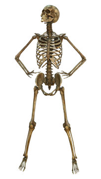 Human Skeleton
