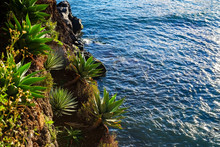 Agave Plants And Ocean View, Madeira