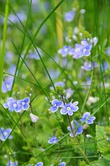 Canvas Print - Gamander-Ehrenpreis - germander speedwell 01