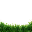 green  grass isolated on white background