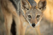 A watchful Jackal in the late afternoon in Etosha, Namibia