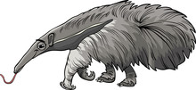 Anteater Animal Cartoon Illustration