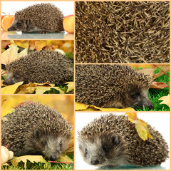 Wall Mural - Collage of cute hedgehog