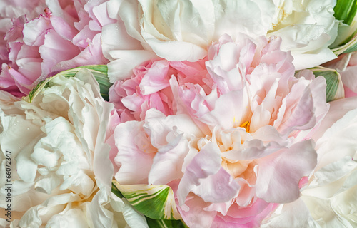 Photo  Blooming peonies