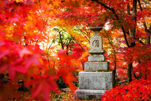The Fall Season Of Japan For Adv Or Others Purpose Use