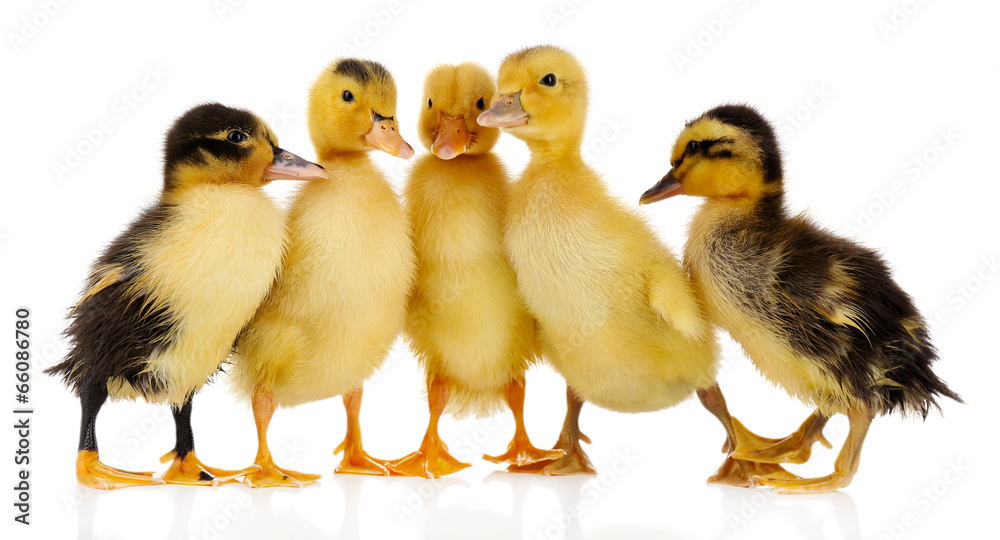 Little cute ducklings isolated on white
