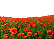 red poppy field on white background