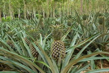 Pineapple Plant Field In Rubber Garden