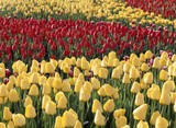 Fototapeta Tulipany - 계절풍경