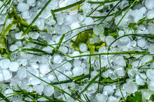 Hail Ice Balls In Grass After A Heavy Rain