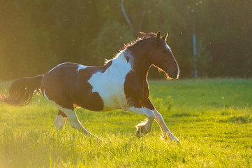 Wall Mural - paint horse runs gallop on freedom
