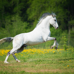 Fotoroleta portret lato natura dziki koń