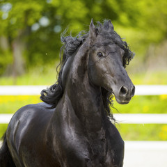 Obraz na płótnie koń ssak czarny ruch