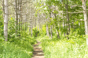 Wall Mural - narrow path in a park on a sunny day