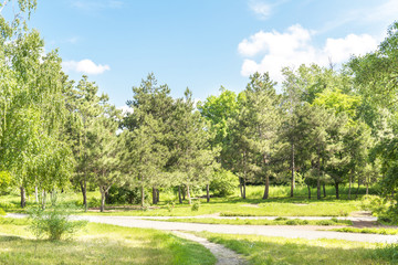 Wall Mural - landscape park in summer