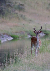 Wall Mural - Deer next to the water