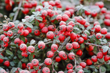 Red Berries (cotoneaster Horizontalis) Under Frost.