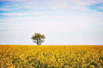 Wall Mural - spring field