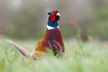 Pheasant Cock