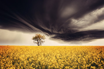 Wall Mural - spring field