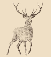 Deer Engraving Style, Vintage Illustration