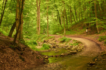 Canvas Print - Way into forest