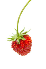 Wall Mural - Wild Strawberry