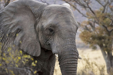 african elephant