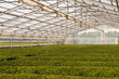 Green house for growing green tea