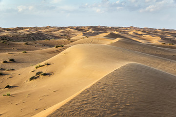 Plakat wschód roślina wydma pustynia