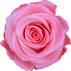 Sticker - single pink rose top view illustration