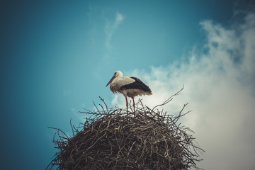 Stork nest made ​​of tree branches over blue sky in dramatic