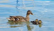 Mallard Or Wild Duck (anas Platyrhynchos) And Baby